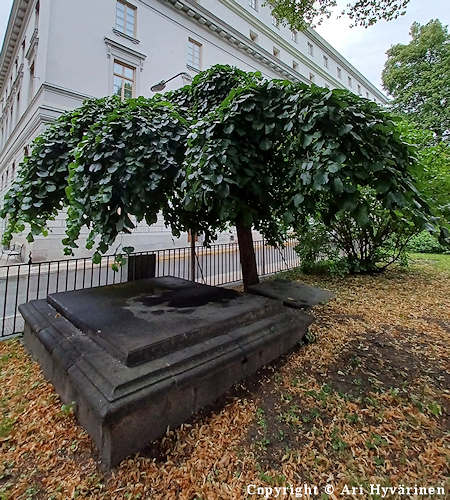 Ulmus glabra 'Camberdownii', sateenvarjojalava